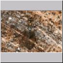 Dolichopodidae -Medetera- sp - Langbeinfliege 01b 3mm.jpg